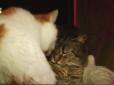 Близько 60 котів та кішок зустрічають туристів у одному з туристичних закладів гірського курорту Закарпаття (відео)