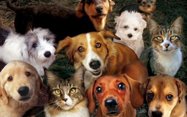 Собаки і коти. Ілюстрація: Павлоград.dp.ua