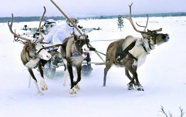 Російська армія пересіла на оленів. Фото: ТАСС.