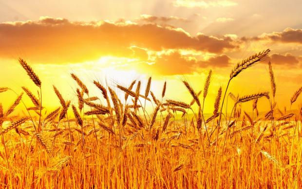 Пшениця. Фото: соцмережі