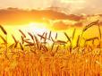 Друге місце у світі: Врожайність пшениці в Україні досягла 3,8 т/га
