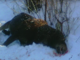 Заради забави зрешетили повністю: На Чернігівщині браконьєри жорстоко розстріляли родину лосів (відео)