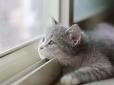 Жорстока розправа: В Одесі господарі викинули свого кота з вікна багатоповерхівки
