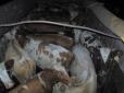 Не доїхали до живодерів: На Сумщині вантажівка з коровами потрапила у ДТП
