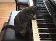Кіт грає на піаніно: Відеоролик став справжнім хітом мережі