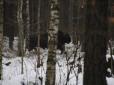 На Волині екологи на території нацпарку знайшли два стада рідкісних зубрів (відео)