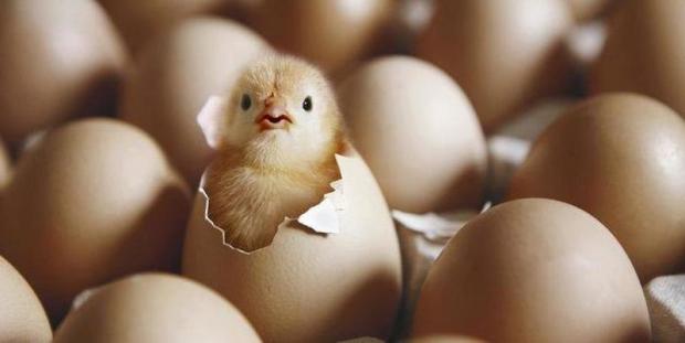 Вчені довели, що курка з'явилася раніше, ніж яйце. фото: ЖЖ.
