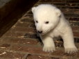 Новонароджене біле ведмежа з берлінського зоопарку стає зіркою мережі (відео)