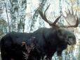 Зберегти від знищення різноманіття української фауни: в Україні ввели 25-річну заборону на полювання на лосів (фото)