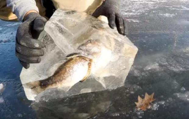Фото: Щука с рыбой застыла во льду
