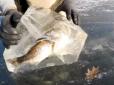 Мережа вражена і розгадує таємницю щуки, яка вмерзла в лід з рибою в зубах (відео)