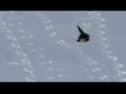 Зимові розваги тварин: Американець зняв на відео ковзаючу з гірки на пузі видру (відео)