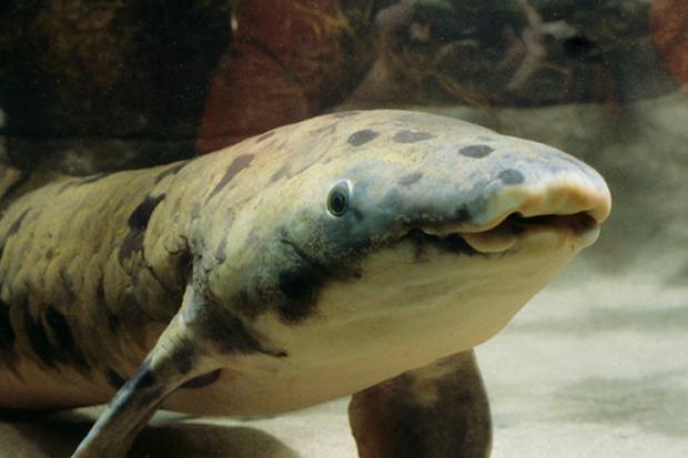 Австралійський рогозуб Дідусь. Фото: sheddaquarium.org.