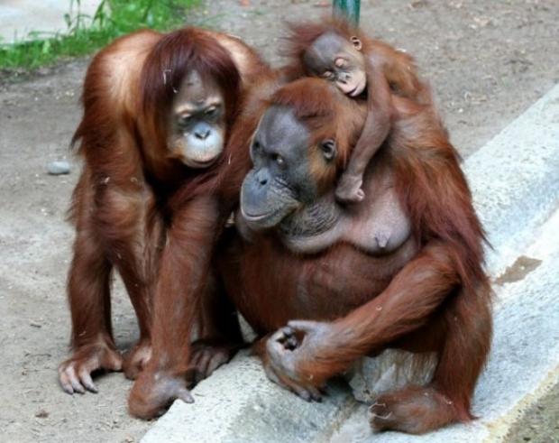 Мова орангутанів близька до людської. Фото: YouTube.