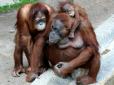 Брати по балаканині: Вчені з'ясували, що мова орангутанів близька до людської