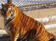 Тигри із зоопарку в Харбіні стали схожими на гладких рудих котів (фото)
