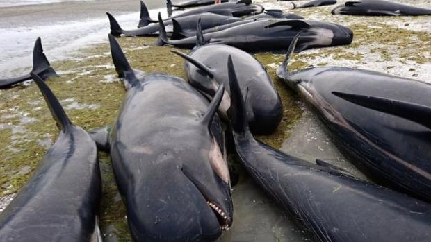 У Новій Зеландії сотні китів викинулися на берег. Фото: ВВС.