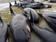 У Новій Зеландії на берег викинулися понад 400  китів (відео)