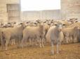 Обурились через неповагу: Працівники ферми, яких поселили поруч із вівцями, зв’язали свого роботодавця й викрали його 