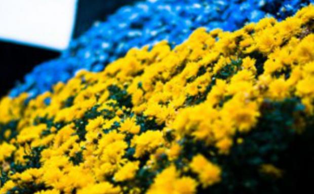 Результат пошуку зображень за запитом "прапор україни з квітів"
