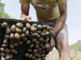 Один з найдорожчих делікатесів: Українці почали розводити равликів для експорту в Європу