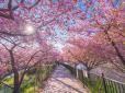Аномально рання весна: В Японії розквітла сакура (фото)