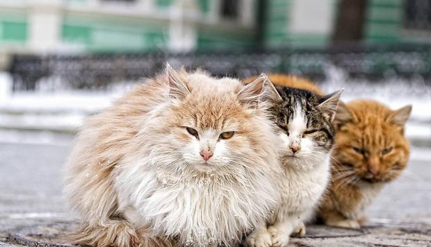 Кішки-киянки. Фото: justcats.ru.