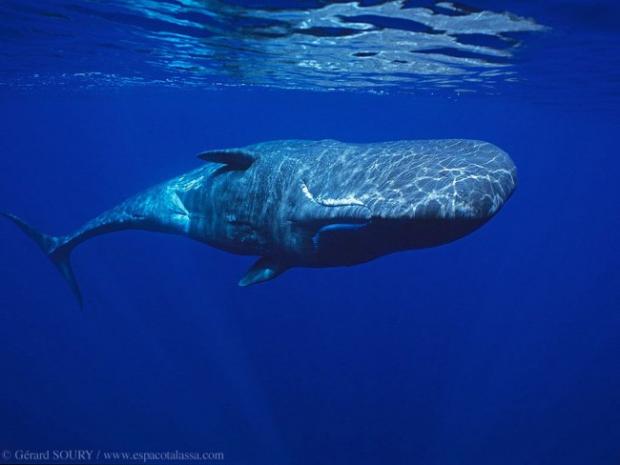 Картинки по запросу синій кит фото