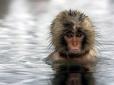 Не с теми скрещивались: Массовое убийство обезьян в Японии