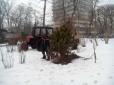 Комунальники вирішили взимку озеленити Київ