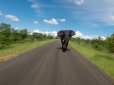 З'їздили на сафарі: В Африці слон декілька кілометрів гнався за переляканими туристами (відео)