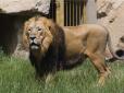 Лев з африканського заповідника відмовляється заходити у вольєр без обіймів доглядача (відео)
