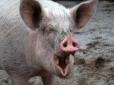 АЧС знову лютує: Українські свині під загрозою