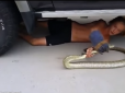 Австралійський школяр голими руками приборкав величезного пітона (відео)