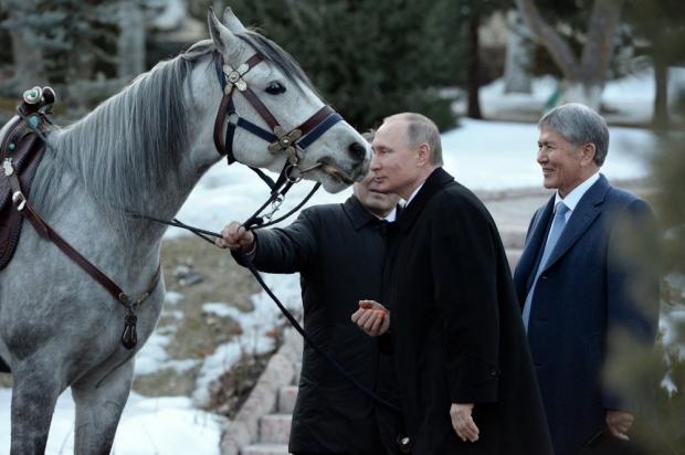 Путіну подарували породистого жеребця. Фото:https://life.ru/