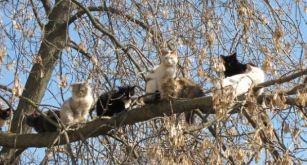 Незважаючи на похолодання на вихідні, коти вже відчувають, що прийшов березень. Ілюстрація:Opogode.ua