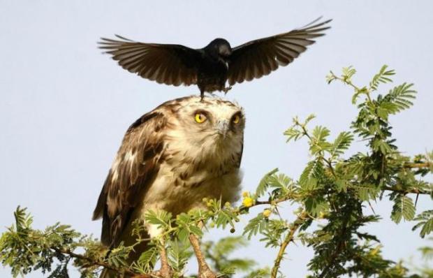 Ворона "осідлала" орла. Фото: ЗМІ