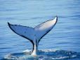 Рідкісні моменти: Вчені вперше побачили і зняли дивовижного кита (відео)
