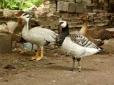 Жахливий вчинок: У центрі Києва отруїли рідкісну колекцію птахів