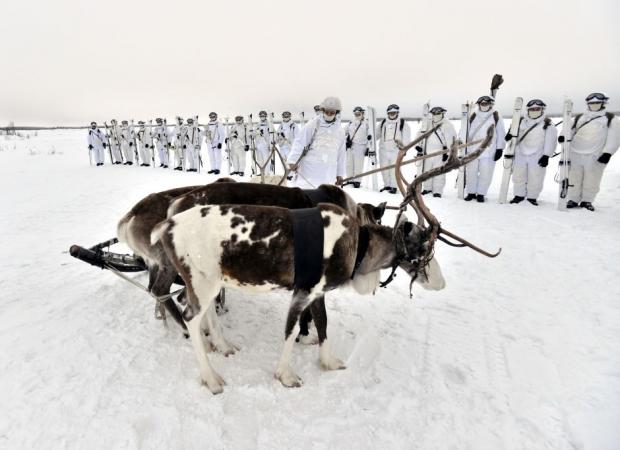 Російська арктична армія – військові на оленячих упряжках. Сміятися не варто. Олені успішно використовувалися в СРСР під час Другої світової, а сьогодні Кремль таким чином показує, що він знає Арктику краще всіх