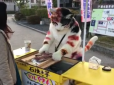 Кіт-продавець картоплі підірвав мережу (відео)