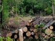 Екологічне лихо: Скільки знищено лісових насаджень на території України? (фото)