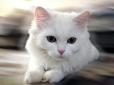 Інтернет підкорив білий кіт, який захистив свій будинок від хижого яструба (відео)