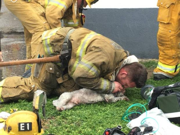 Пес не подавав ознак життя, але пожежник не здавався. Фото: facebook.