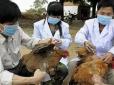 Міністерство сільського господарства, лісництва і рибальства Японії повідомило, що зафіксовано пташиний грип H5N6
