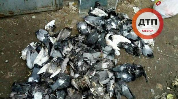 В Боярці  ЖЕКівці затоптали зграю голубів, що жила на горищі. Фото: dtp.kiev.ua