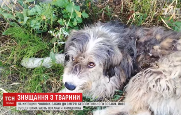 Песика жорстоко вбили на Київщині. Фото: скріншот з відео.