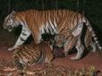 Нову популяцію рідкісних тигрів знайшли у східній частині Таїланду