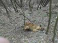 Нещасний песик не вижив: Під Києвом нелюди прив'язали собаку тросом до дерева у лісі (фото)