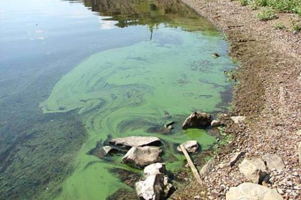 Зелені водорості у Дніпрі. Фото: Вікка.